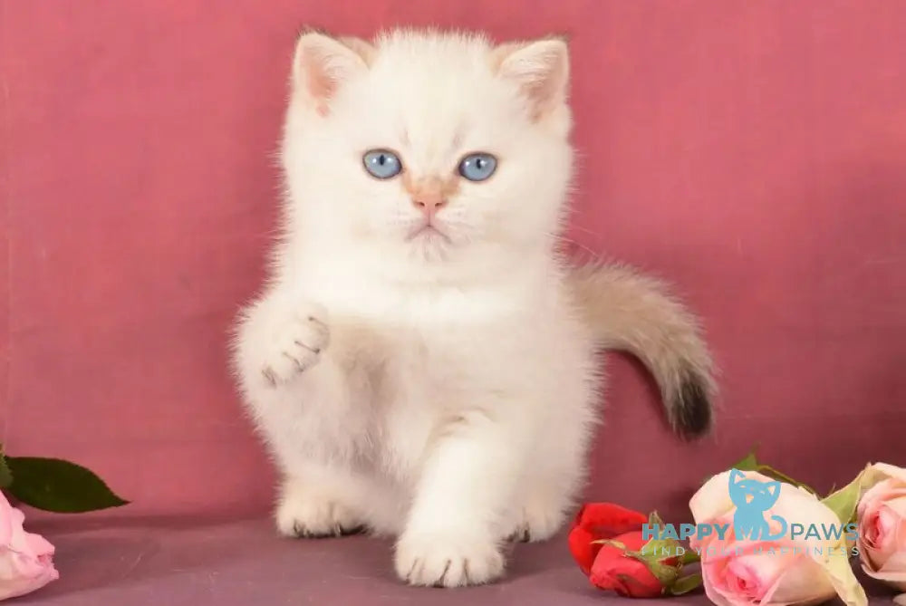 Queen British Shorthair female chocolate golden shaded pointed live animals