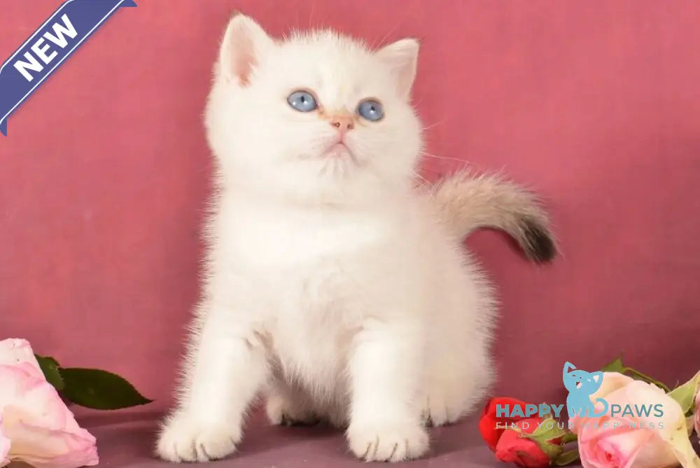 Queen British Shorthair female chocolate golden shaded pointed live animals