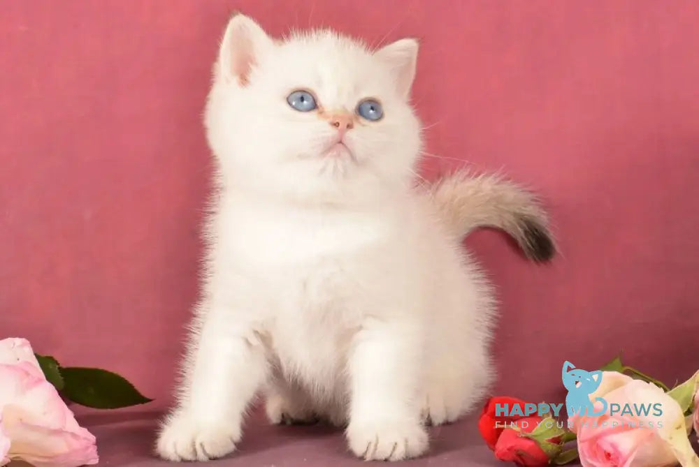 Queen British Shorthair female chocolate golden shaded pointed live animals