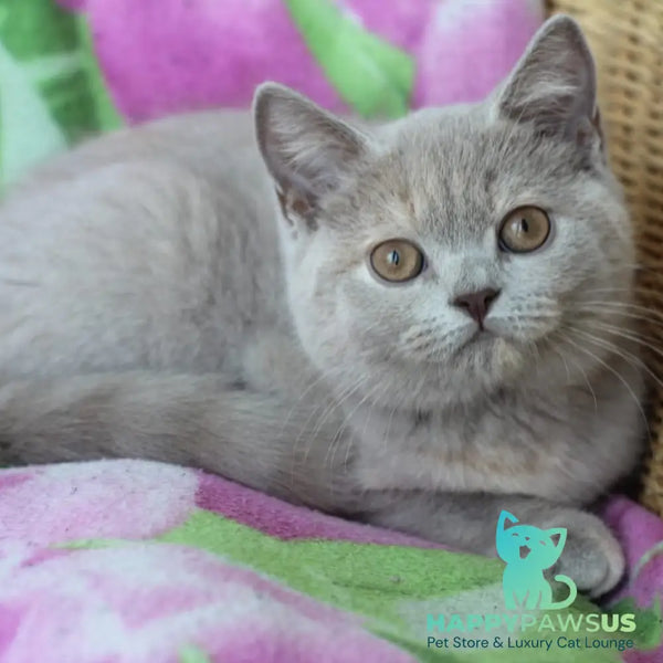 Queen British Shorthair female lilac cream - live animals