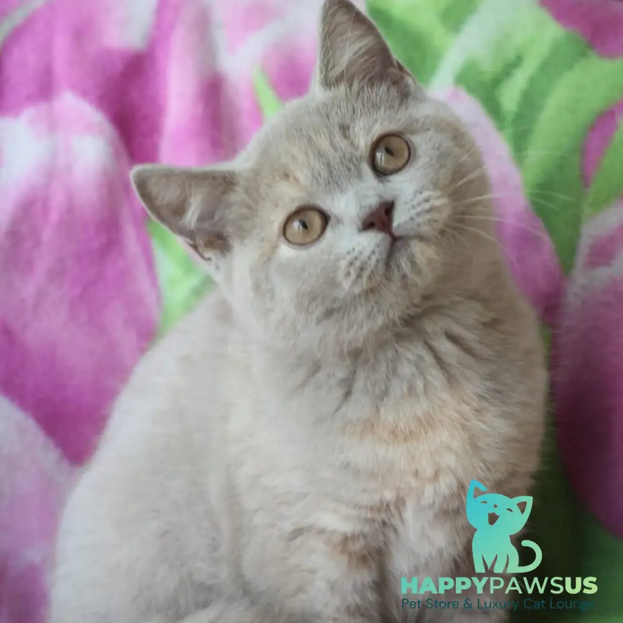 Queen British Shorthair female lilac cream - live animals
