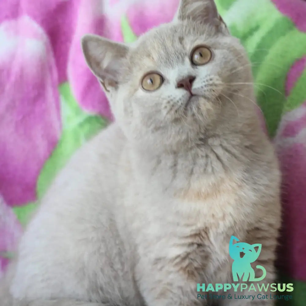 Queen British Shorthair female lilac cream - live animals
