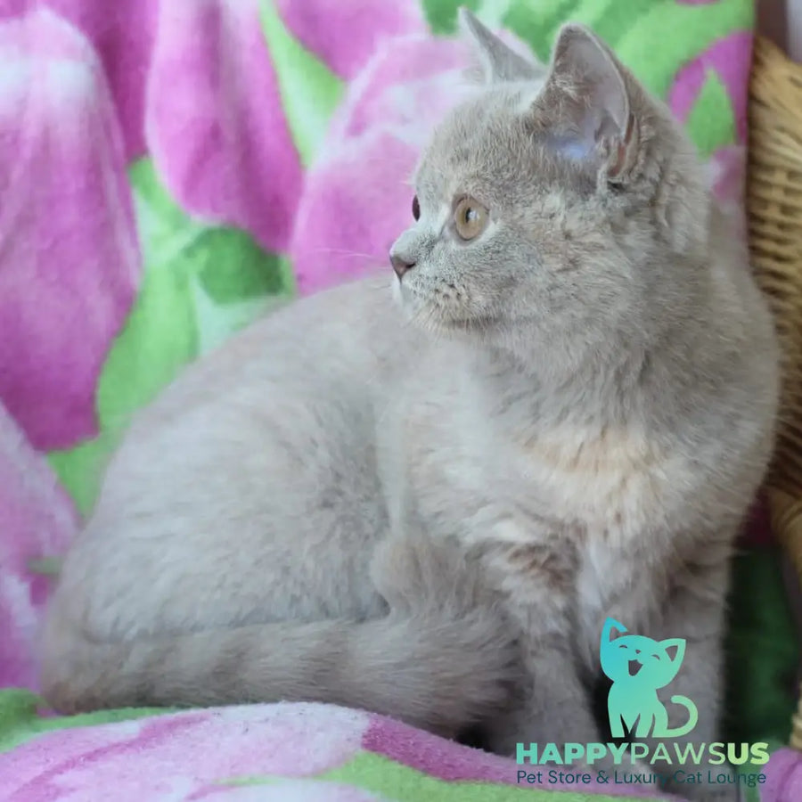 Queen British Shorthair female lilac cream - live animals