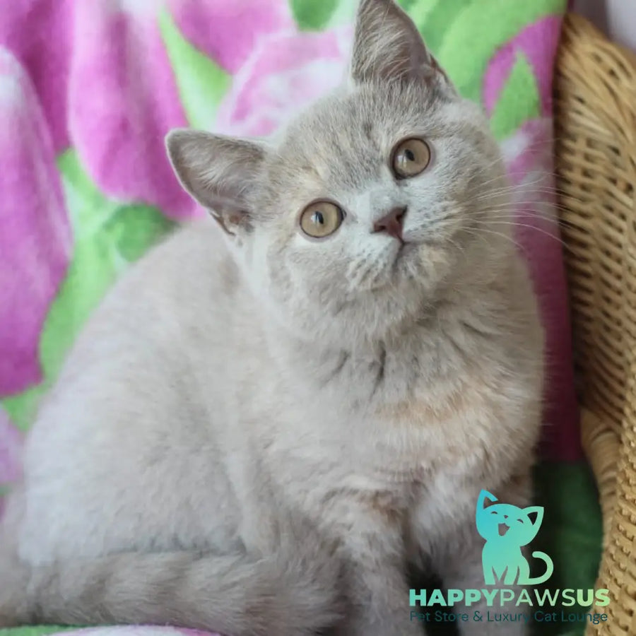 Queen British Shorthair female lilac cream - live animals