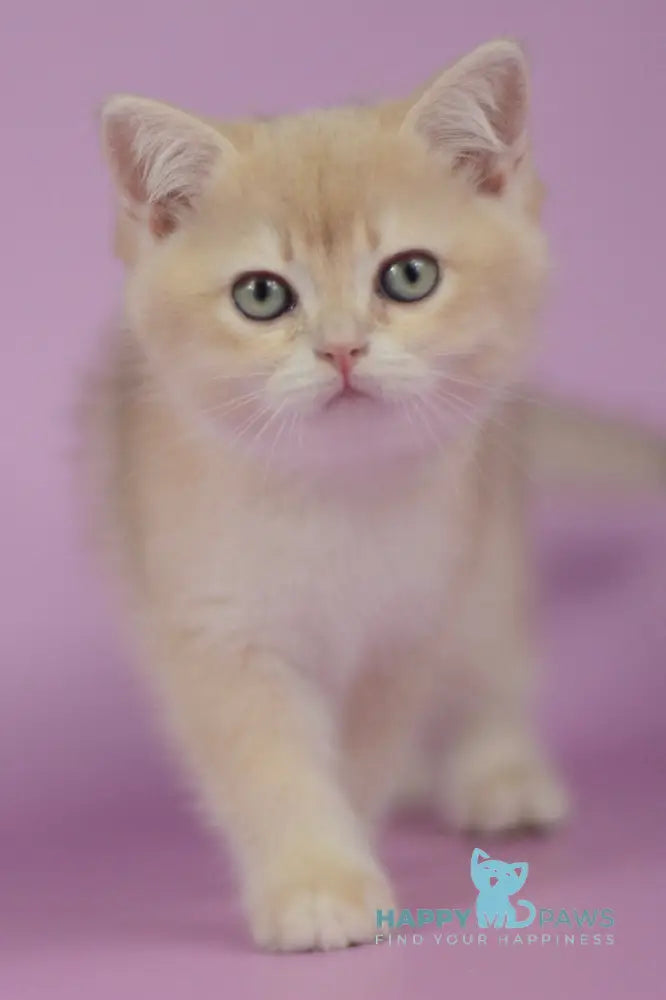 Queen British Shorthair female lilac golden chinchilla live animals