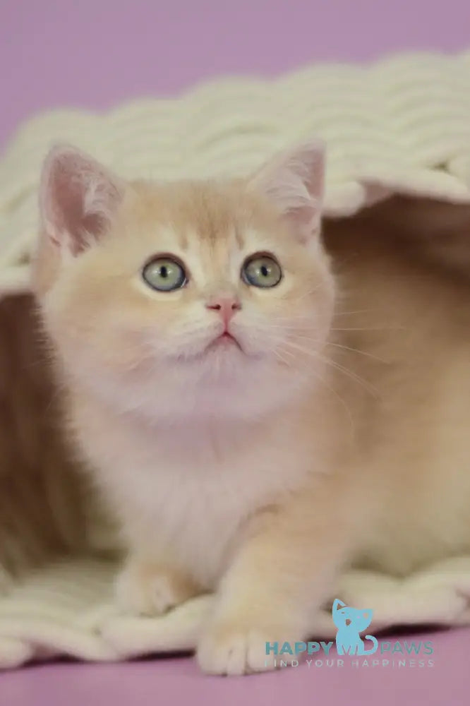 Queen British Shorthair female lilac golden chinchilla live animals