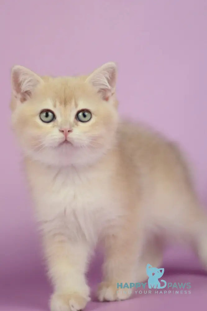 Queen British Shorthair female lilac golden chinchilla live animals