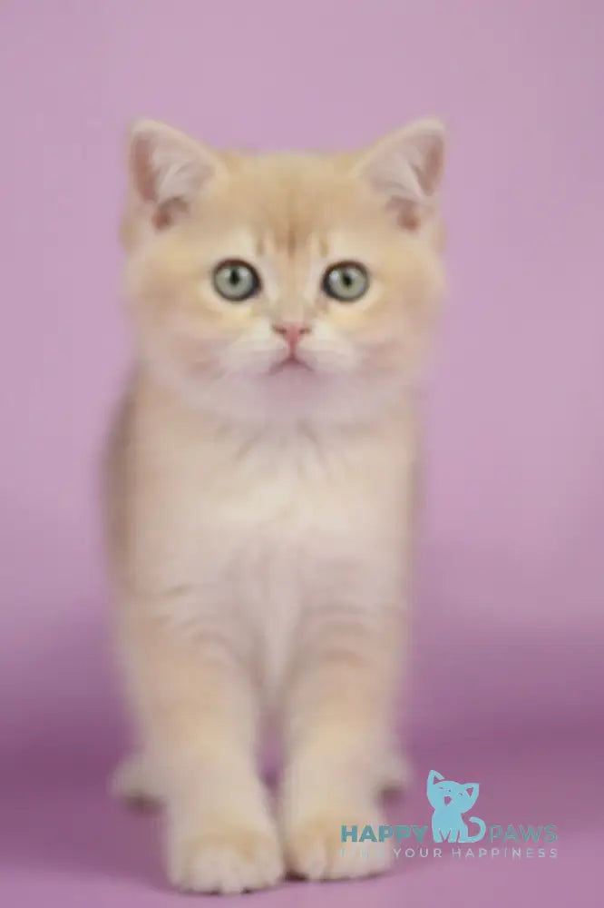 Queen British Shorthair female lilac golden chinchilla live animals