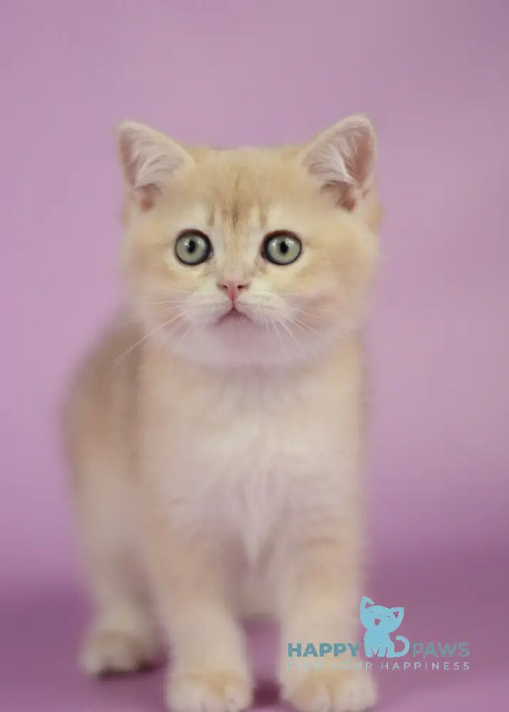 Queen British Shorthair female lilac golden chinchilla live animals
