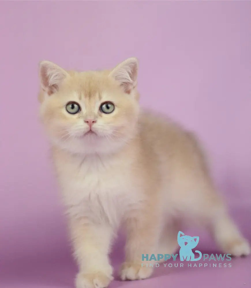 Queen British Shorthair female lilac golden chinchilla live animals