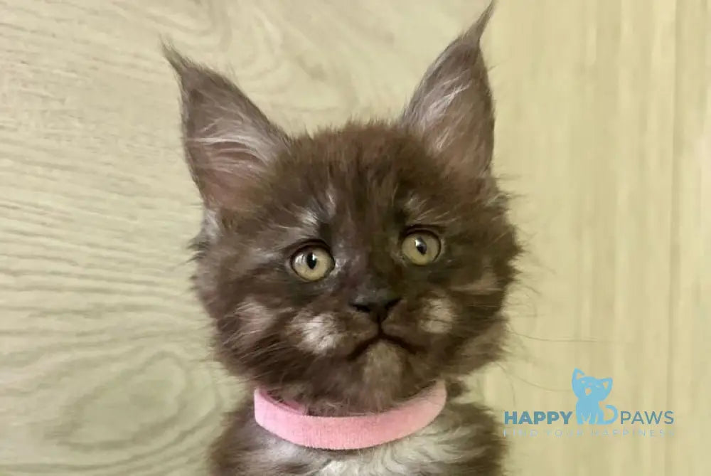 Queen Maine Coon female black silver live animals