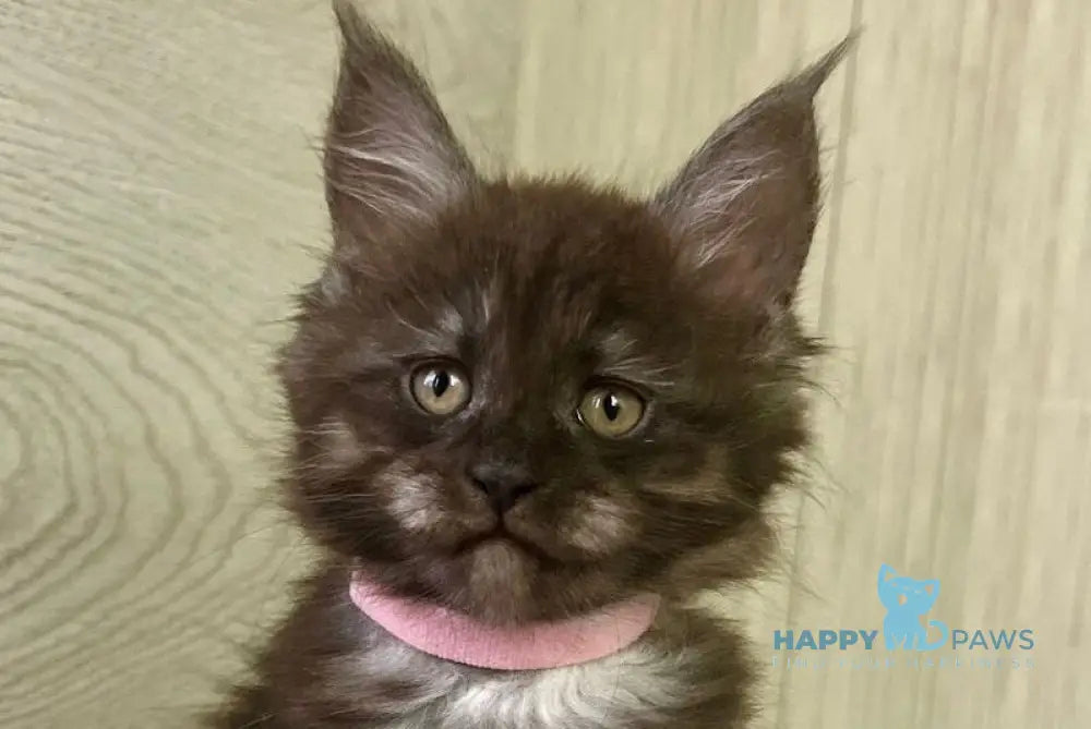 Queen Maine Coon female black silver live animals