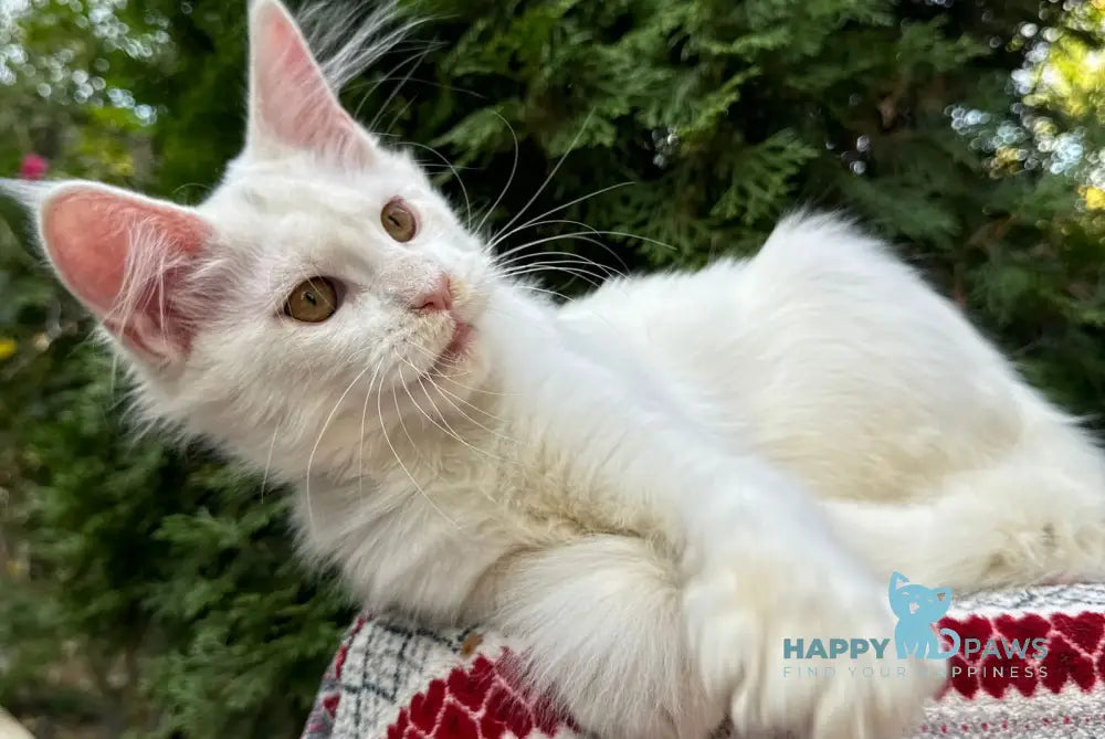 Quinn Maine Coon female white live animals
