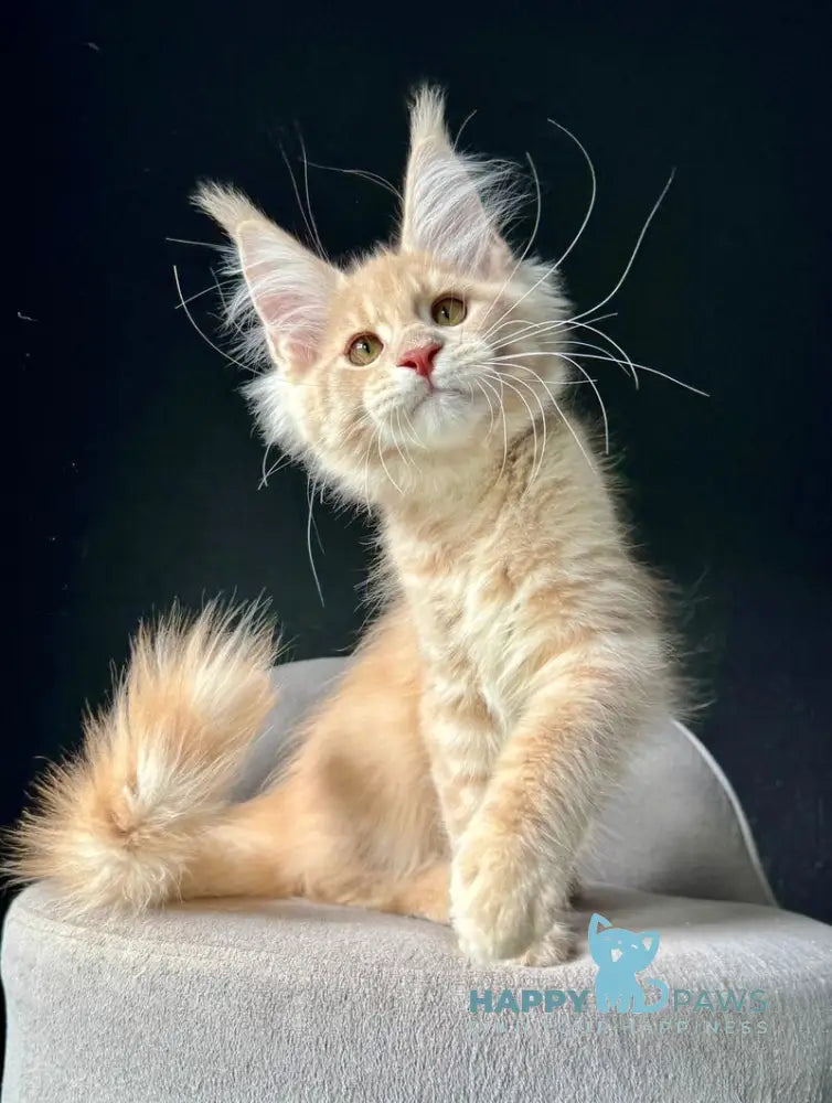 Queen Mark Maine Coon male cream silver spotted tabby live animals