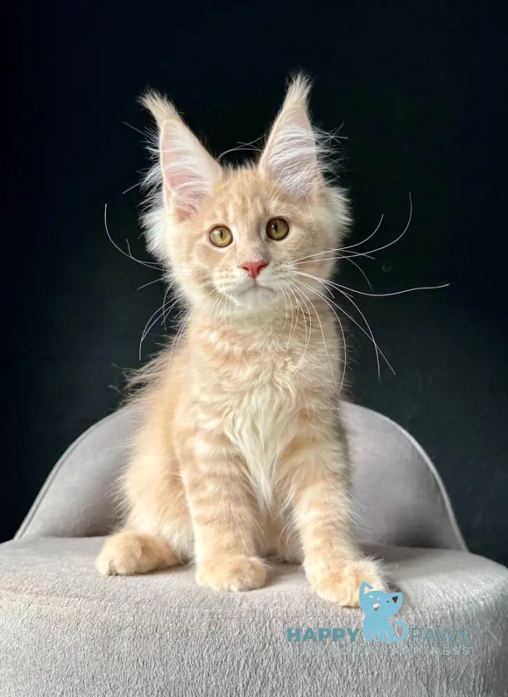 Queen Mark Maine Coon male cream silver spotted tabby live animals