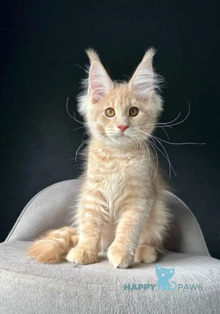 Queen Mark Maine Coon male cream silver spotted tabby live animals