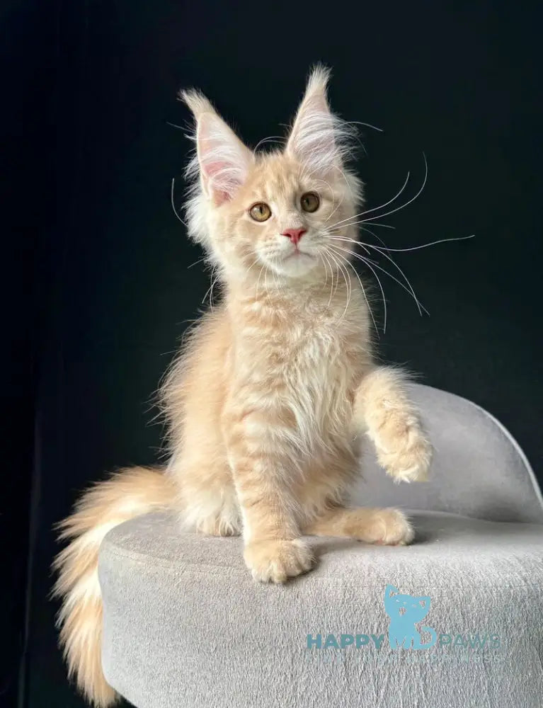 Queen Mark Maine Coon male cream silver spotted tabby live animals
