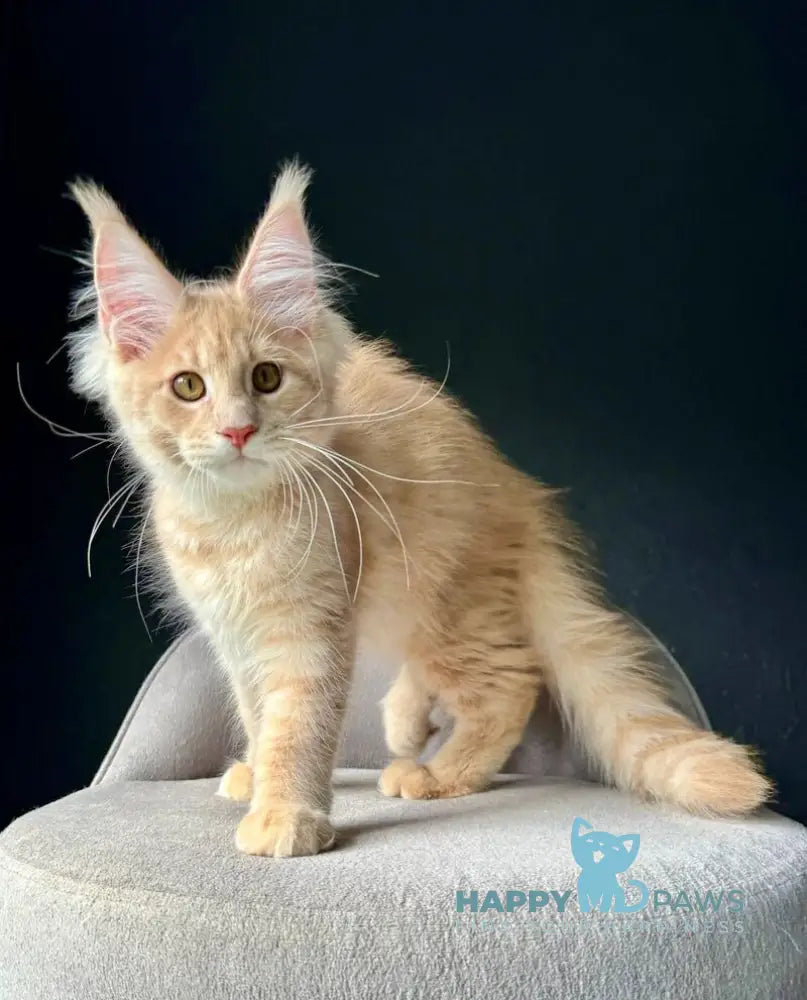 Queen Mark Maine Coon male cream silver spotted tabby live animals