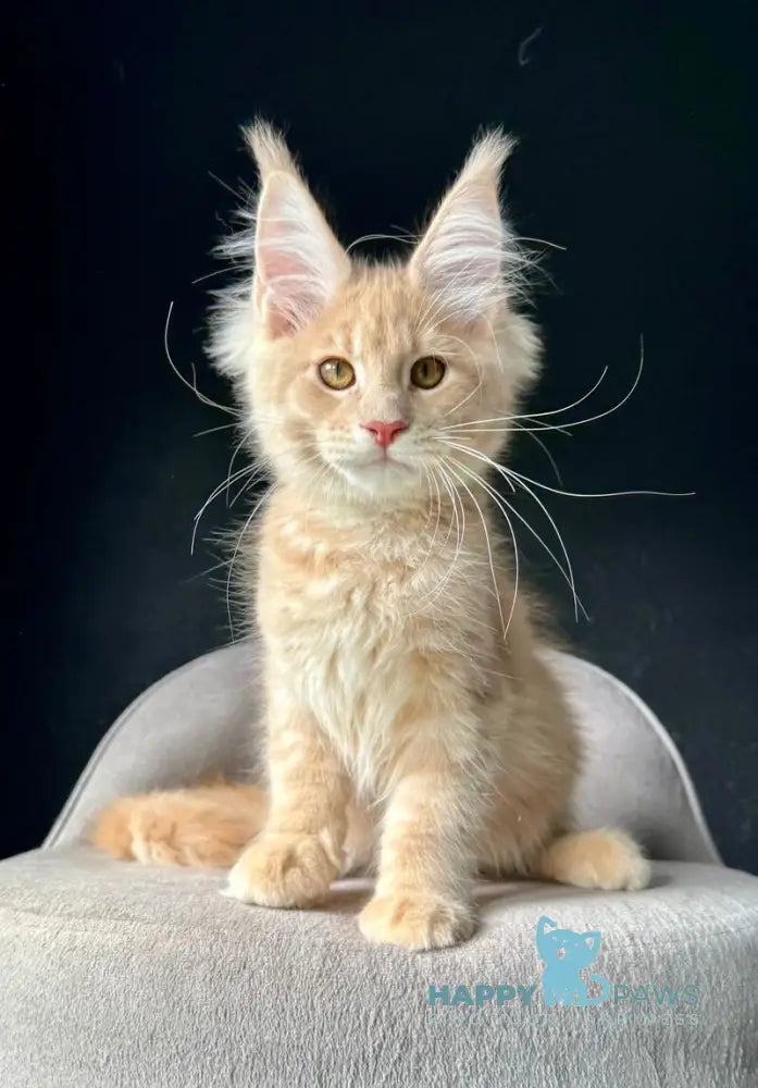 Queen Mark Maine Coon male cream silver spotted tabby live animals