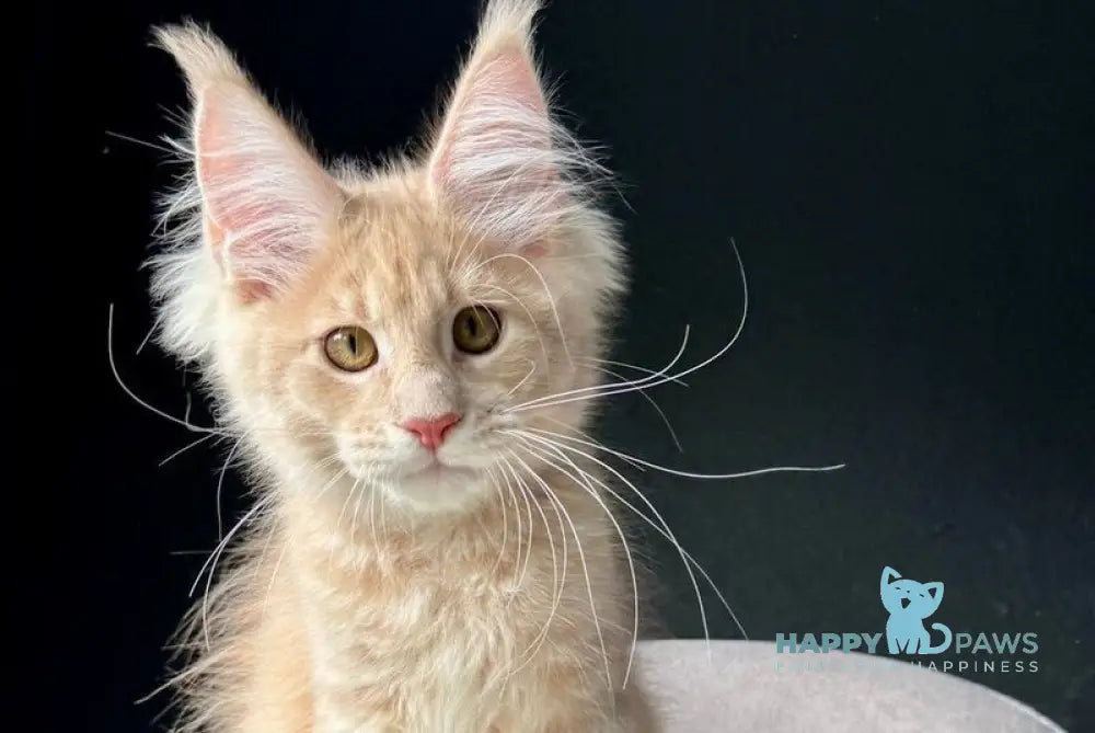 Queen Mark Maine Coon male cream silver spotted tabby live animals