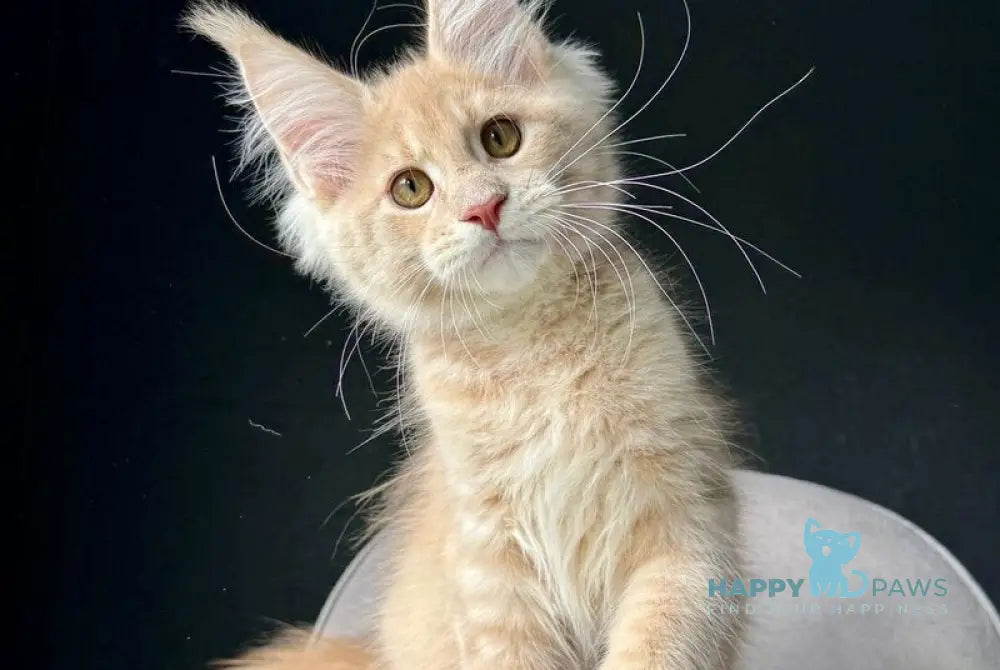 Queen Mark Maine Coon male cream silver spotted tabby live animals