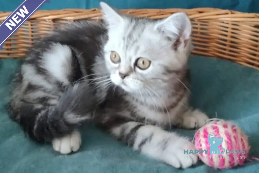 Queen Mary Scottish Fold female black silver tabby live animals