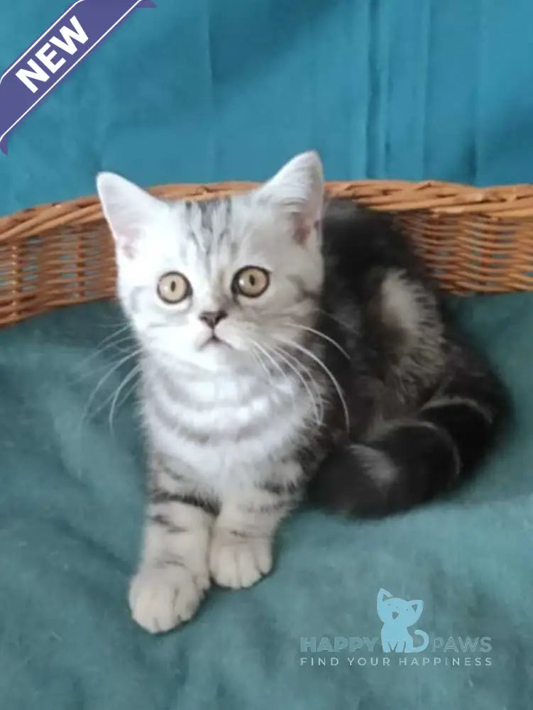 Queen Mary Scottish Fold female black silver tabby live animals