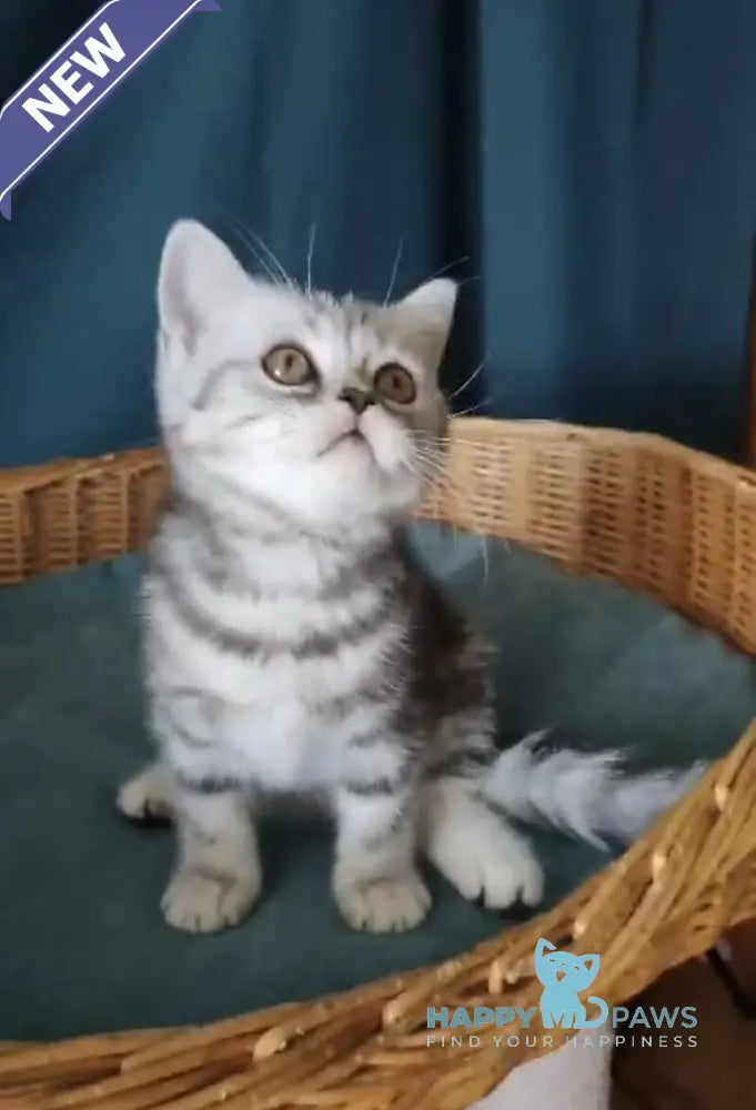 Queen Mary Scottish Fold female black silver tabby live animals