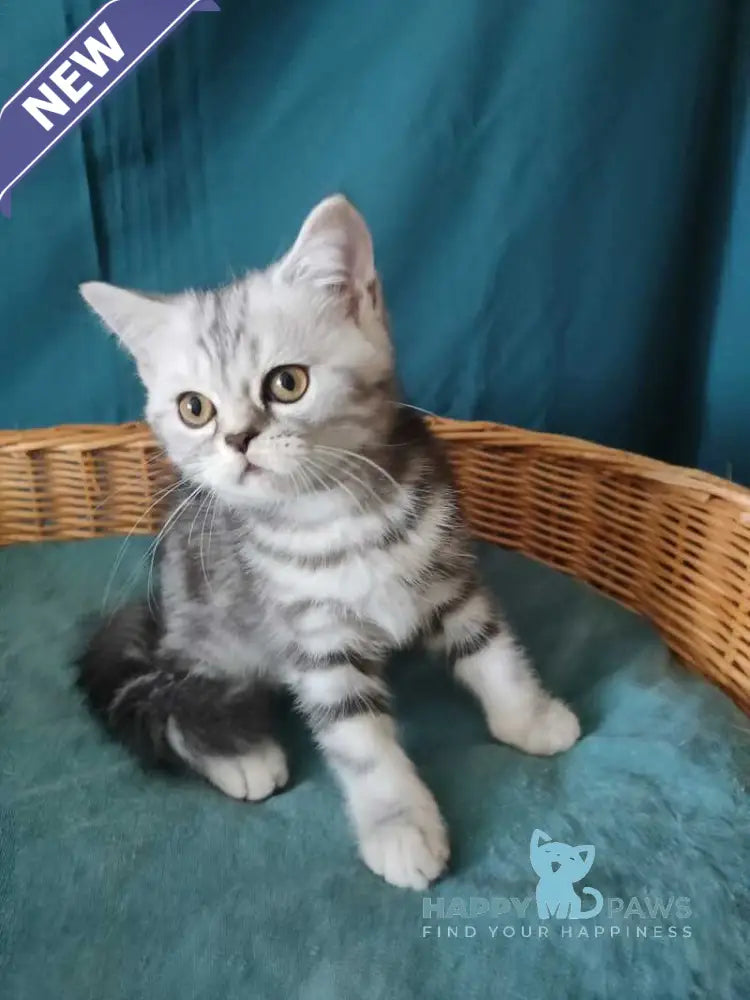 Queen Mary Scottish Fold female black silver tabby live animals
