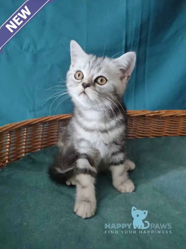 Queen Mary Scottish Fold female black silver tabby live animals