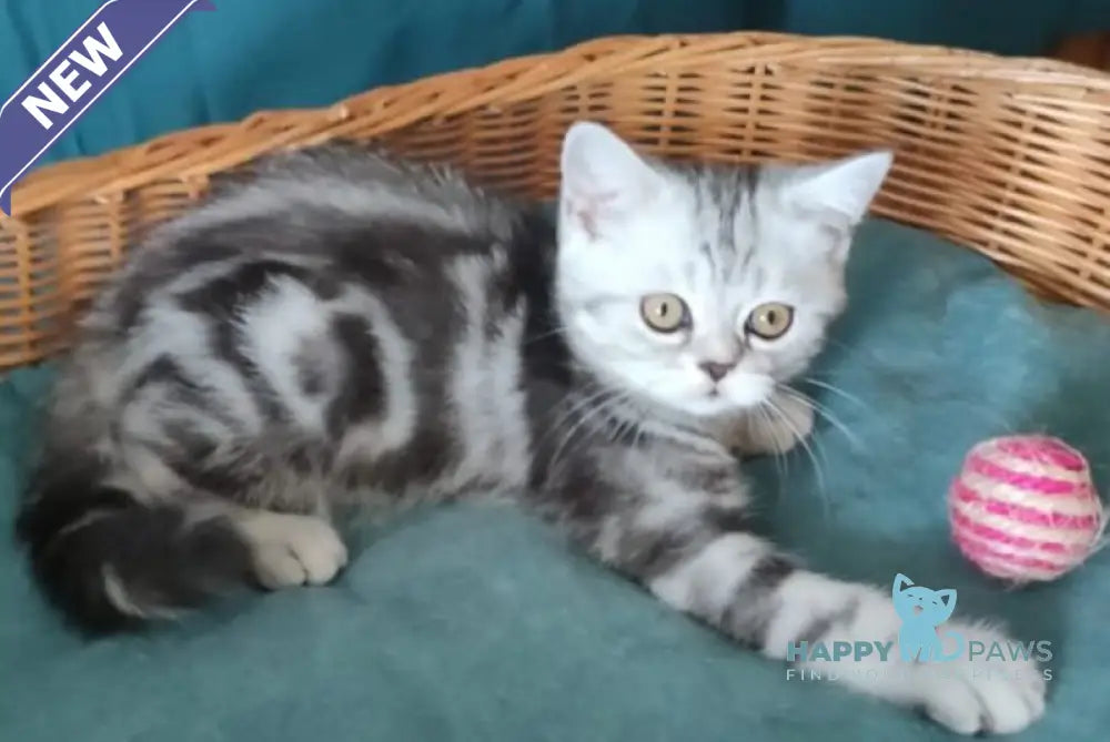 Queen Mary Scottish Fold female black silver tabby live animals