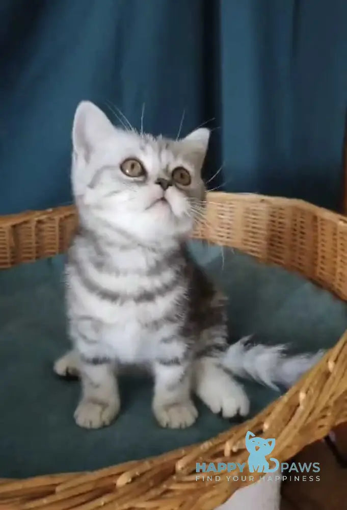 Queen Mary Scottish Fold female black silver tabby live animals