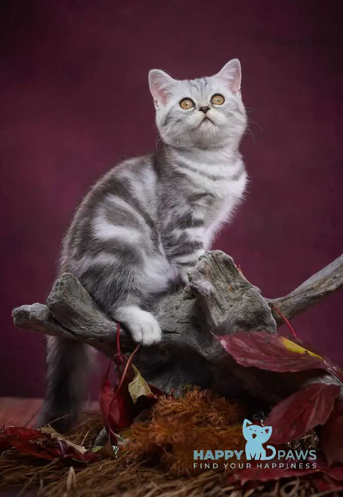 Queen Mary Scottish Straight female black silver tabby live animals