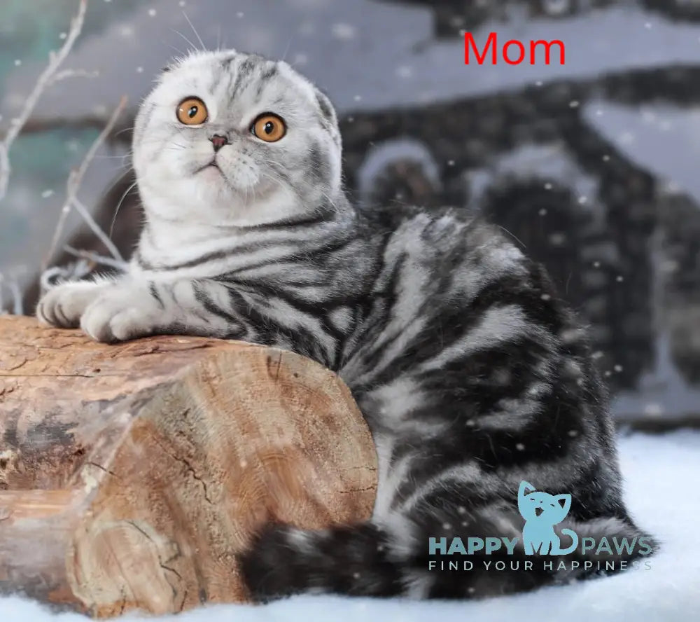 Queen Mary Scottish Fold female black silver tabby live animals
