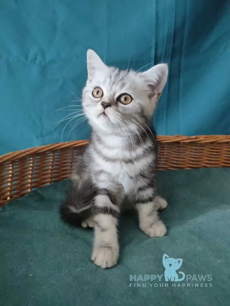 Queen Mary Scottish Fold female black silver tabby live animals
