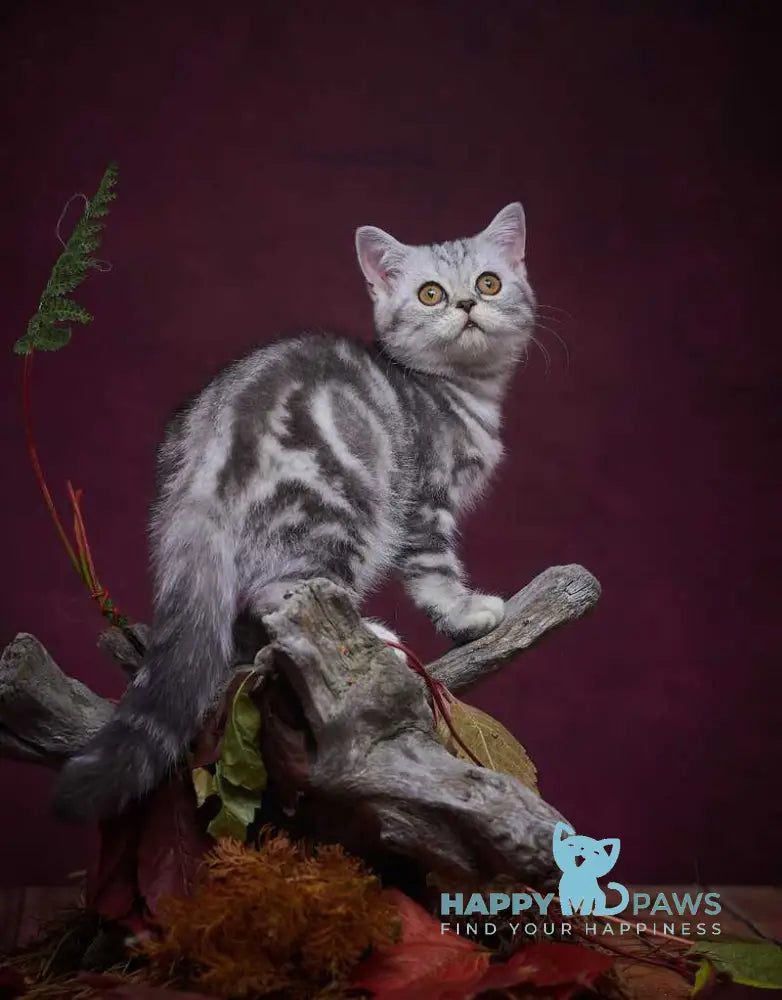 Queen Mary Scottish Straight female black silver tabby live animals