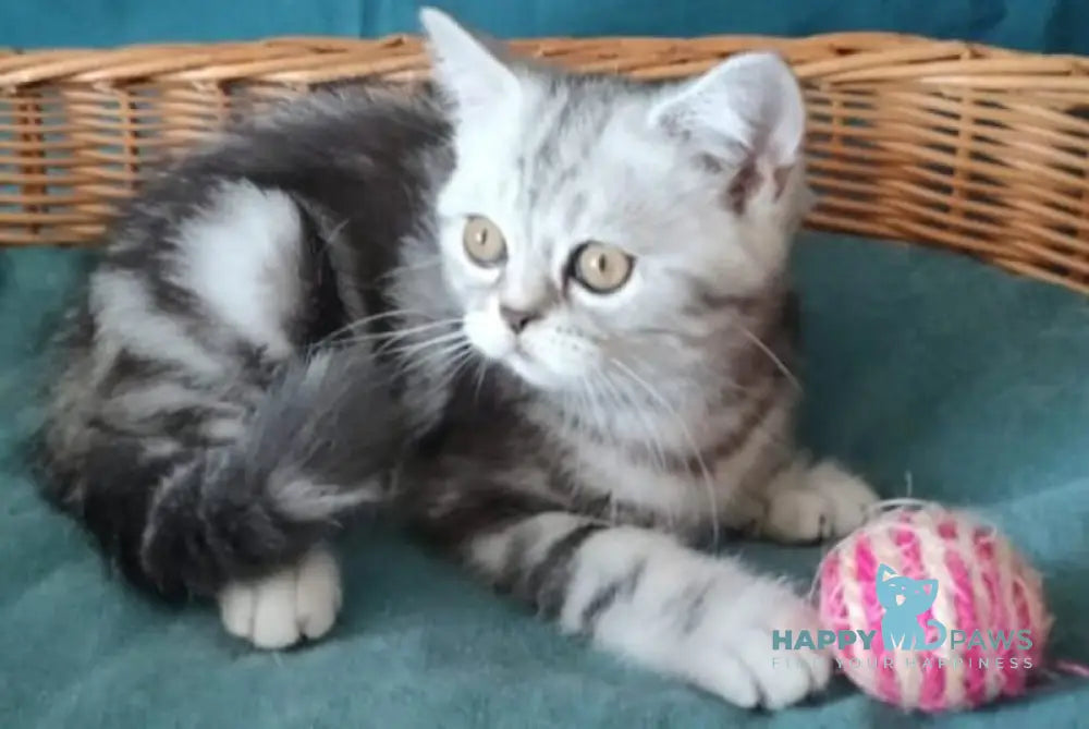 Queen Mary Scottish Fold female black silver tabby live animals
