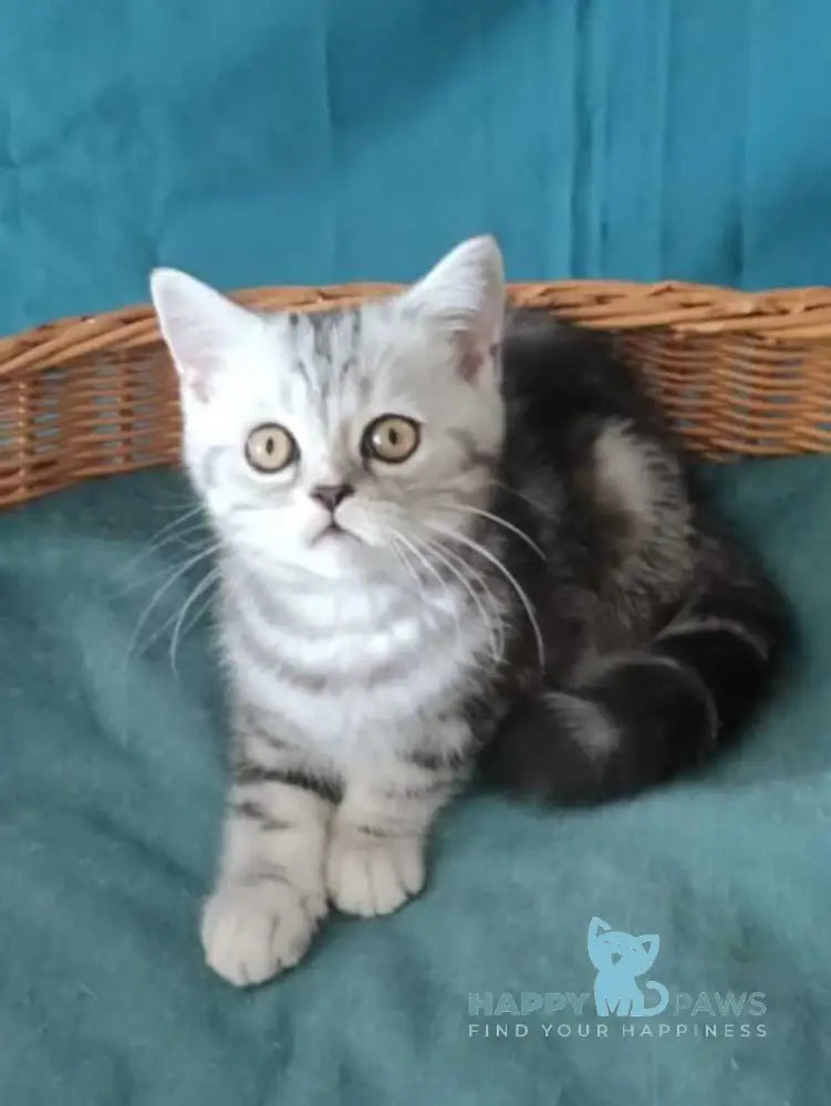 Queen Mary Scottish Fold female black silver tabby live animals