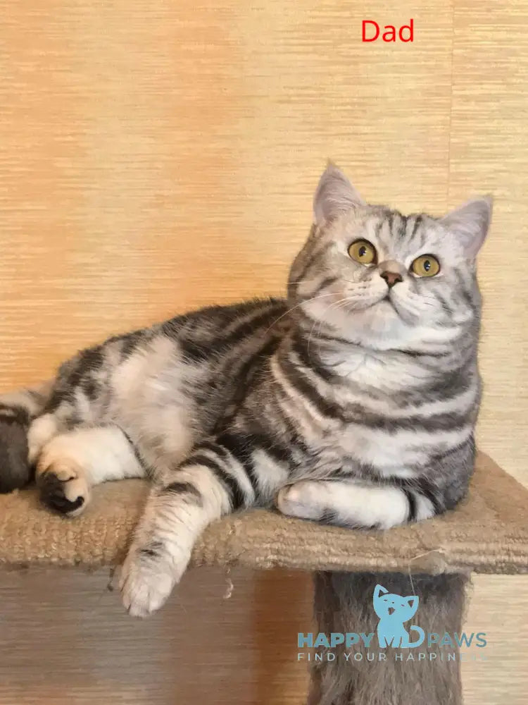 Queen Mary Scottish Fold female black silver tabby live animals