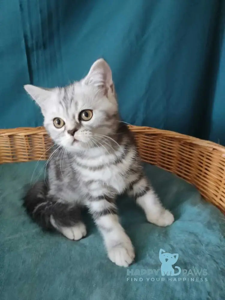 Queen Mary Scottish Fold female black silver tabby live animals