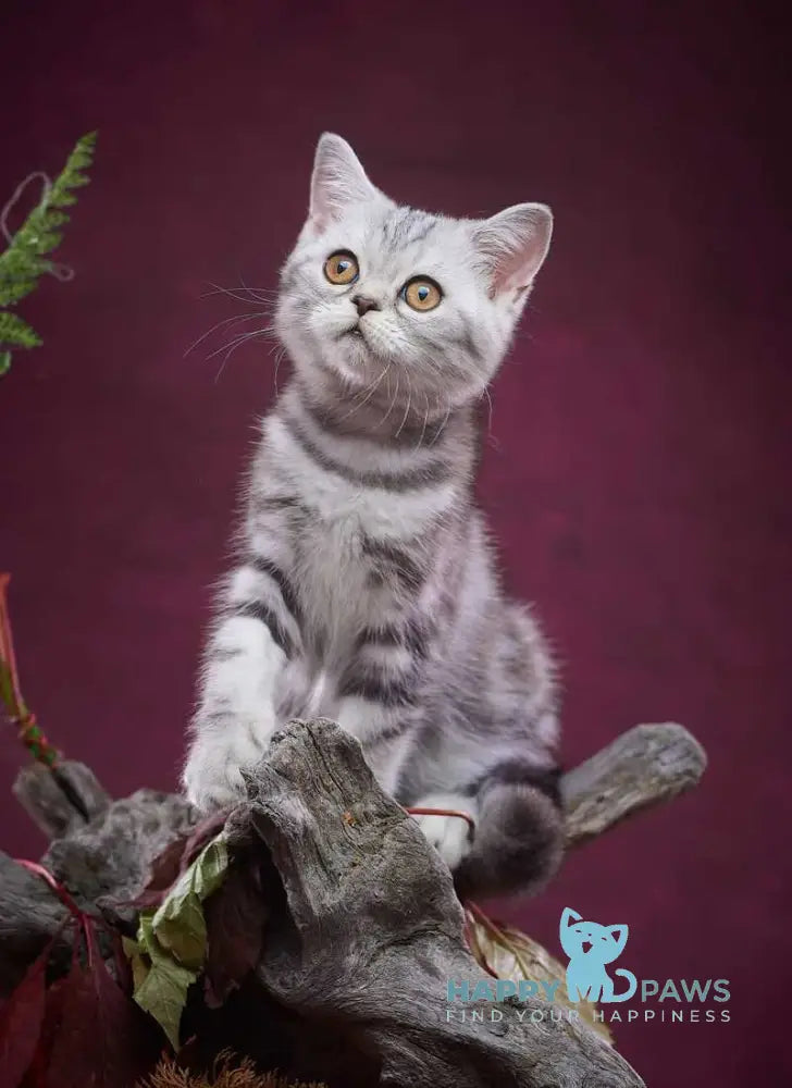 Queen Mary Scottish Straight female black silver tabby live animals
