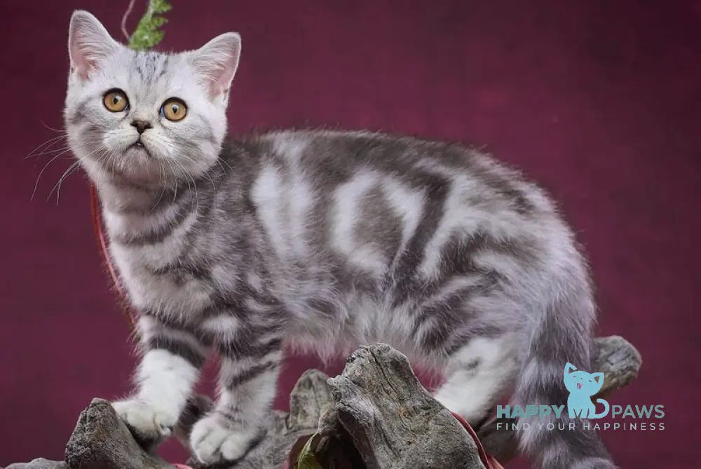 Queen Mary Scottish Straight female black silver tabby live animals