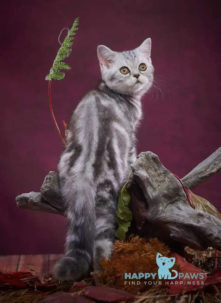 Queen Mary Scottish Straight female black silver tabby live animals