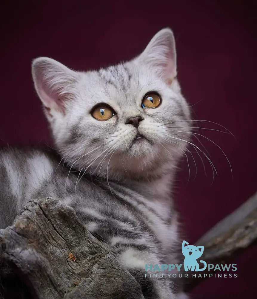 Queen Mary Scottish Straight female black silver tabby live animals