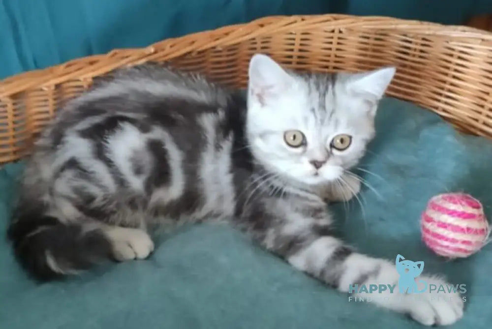 Queen Mary Scottish Fold female black silver tabby live animals