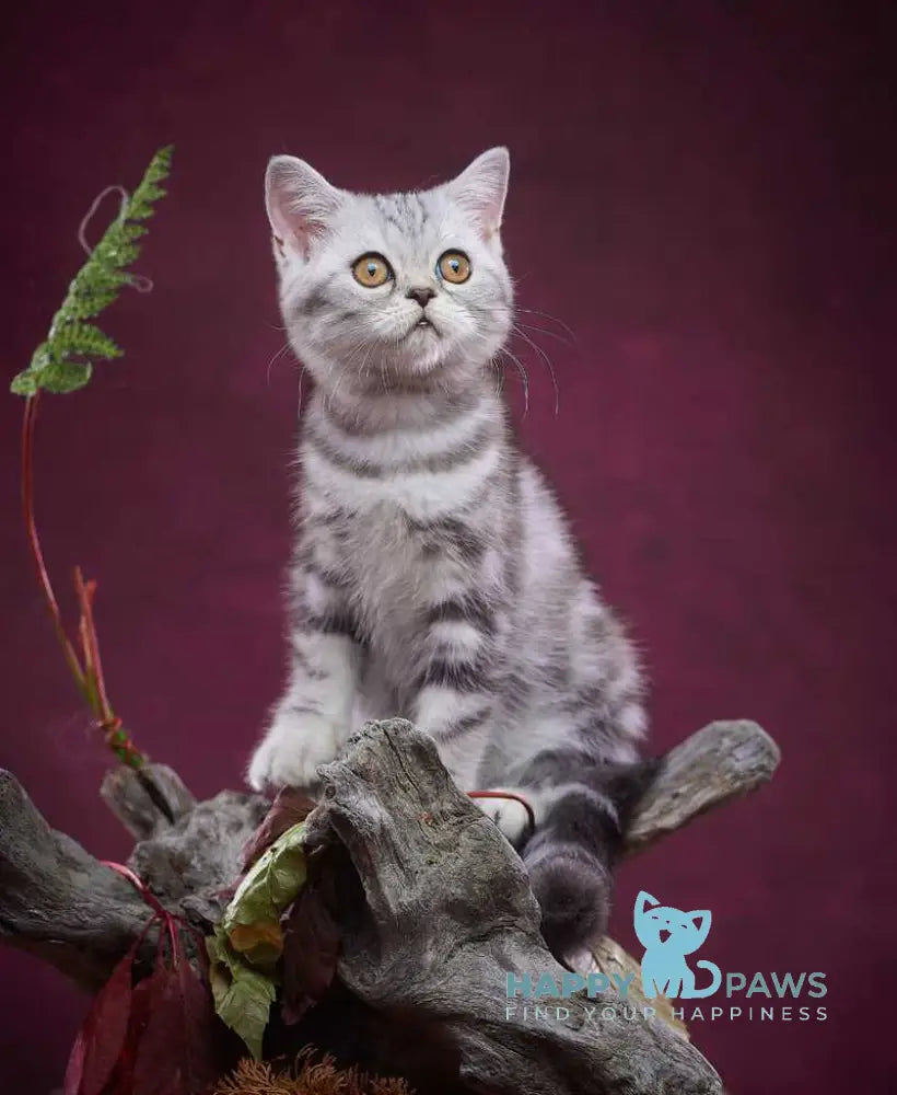Queen Mary Scottish Straight female black silver tabby live animals