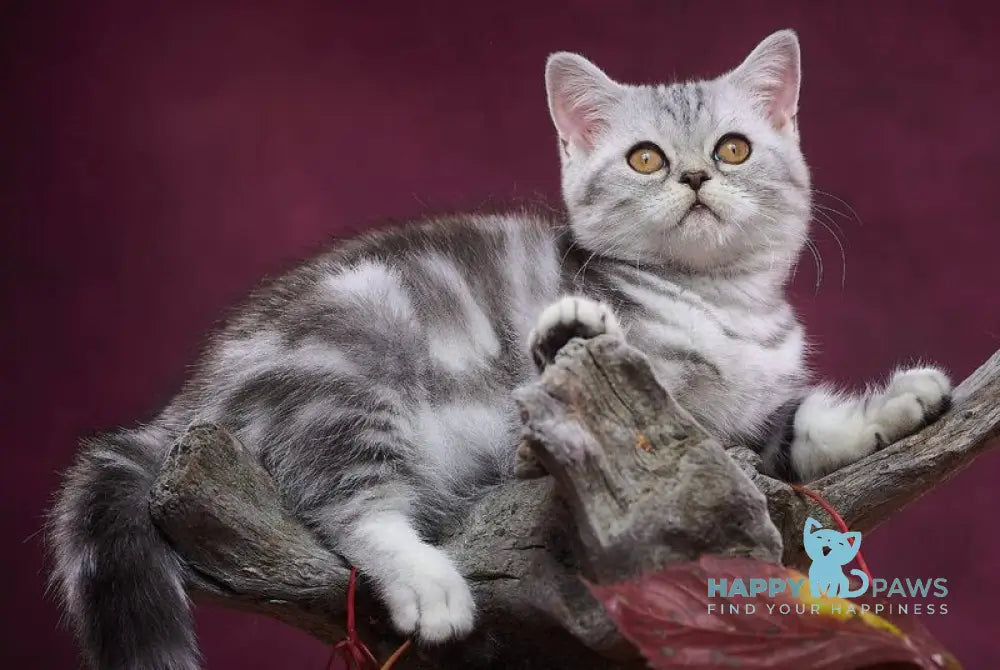 Queen Mary Scottish Straight female black silver tabby live animals