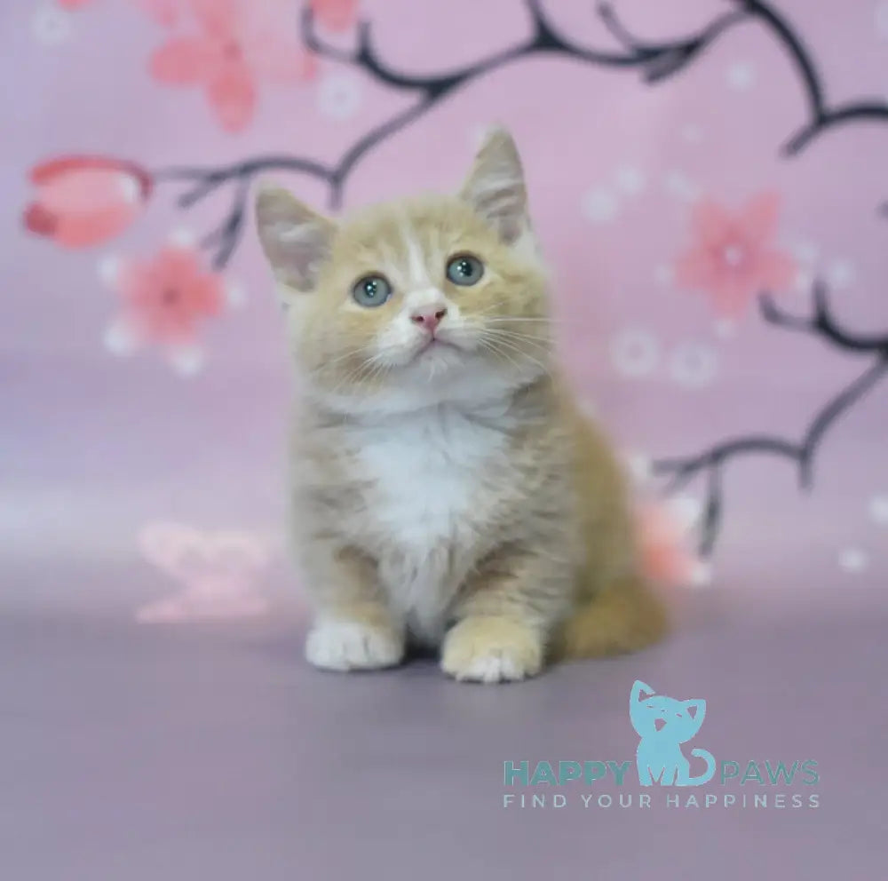 Queen Munchkin male cream bicolour live animals