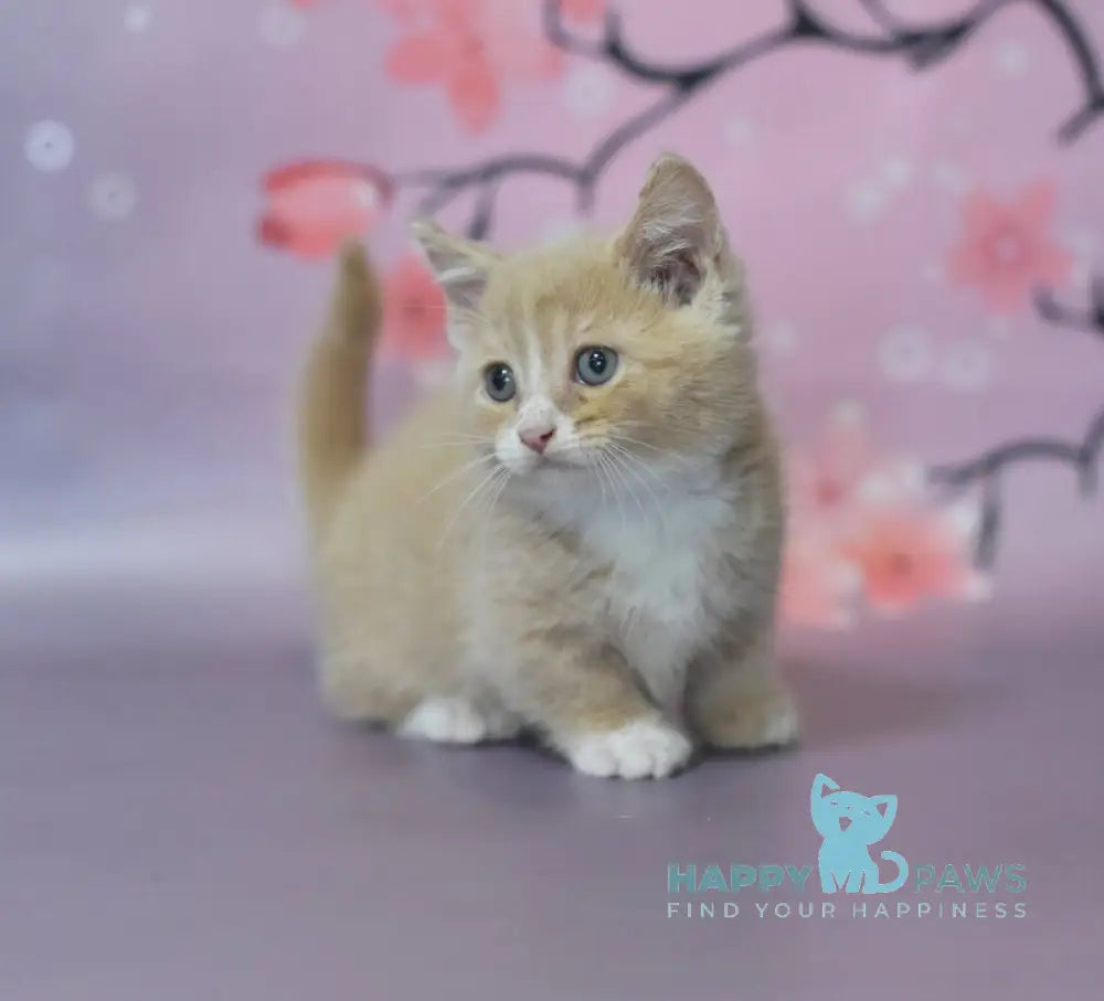 Queen Munchkin male cream bicolour live animals