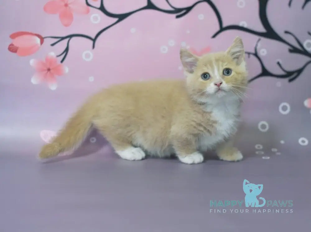 Queen Munchkin male cream bicolour live animals